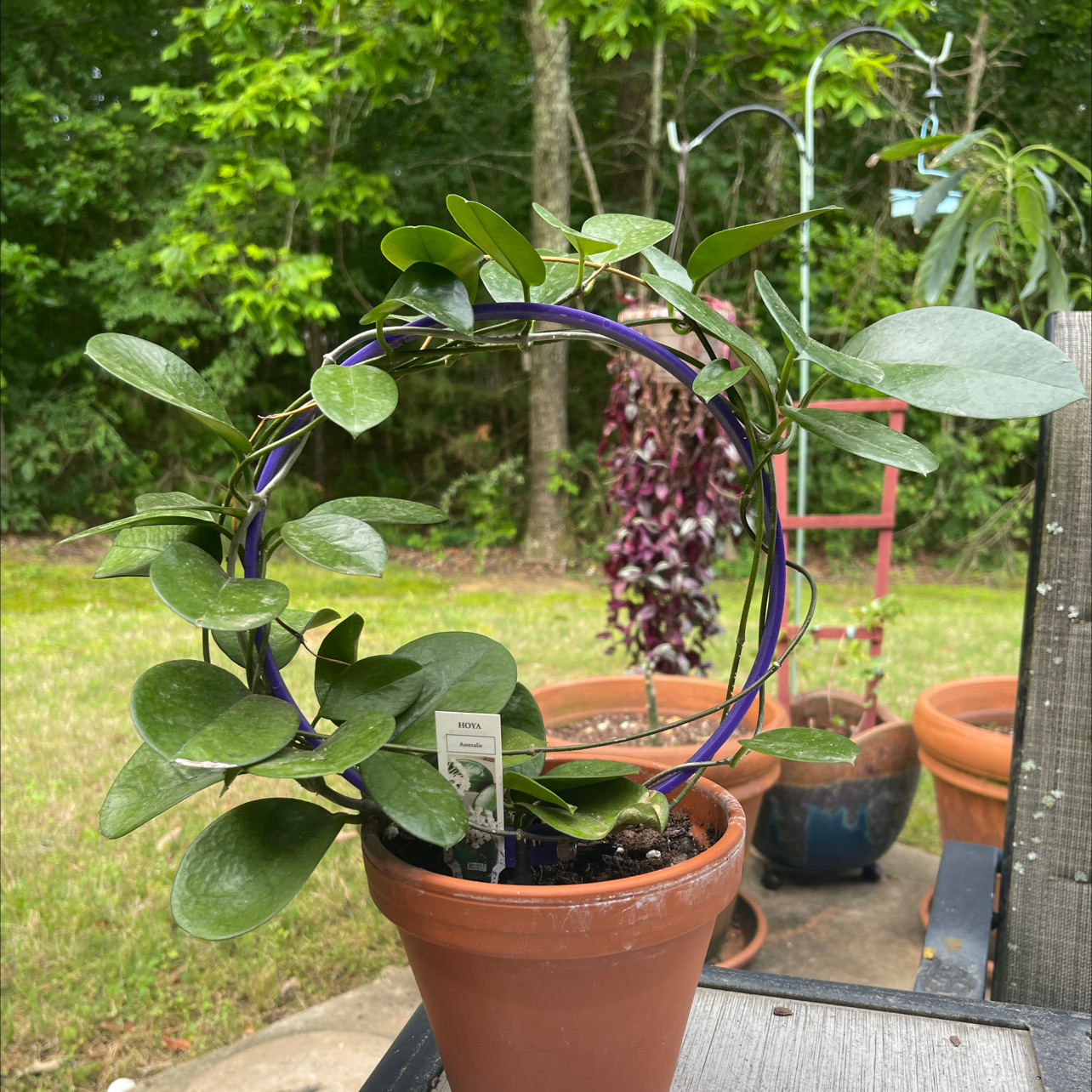 Waxvine plant in a terracotta pot outdoors, with vibrant green leaves and garden elements in the background.