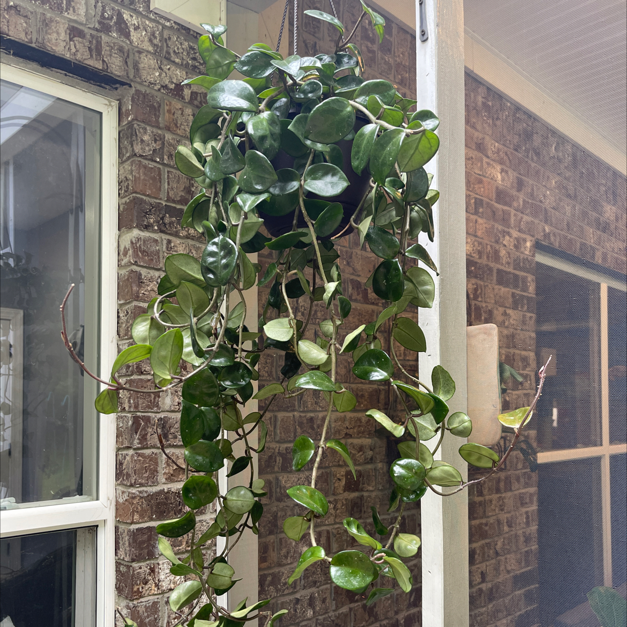 Hanging Chelsea Hoya plant with thick, waxy leaves in good health.