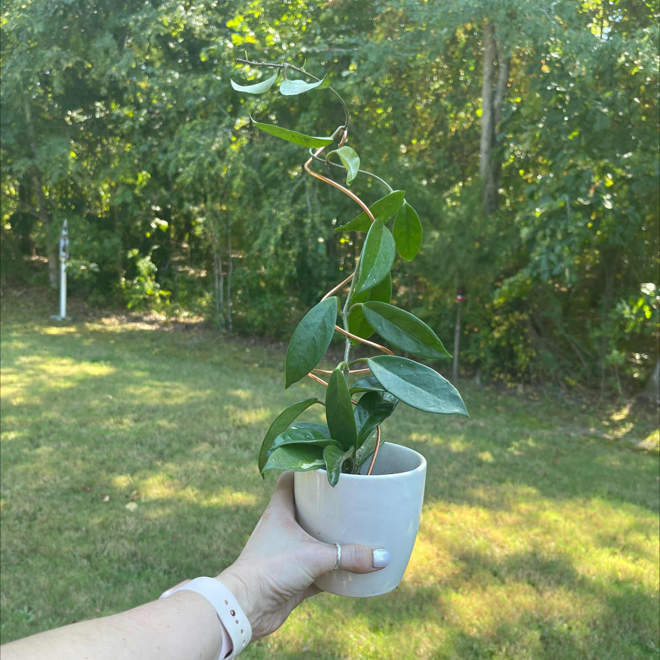 Krimson Princess Hoya plant in a white pot, held by a hand, with vibrant green leaves.