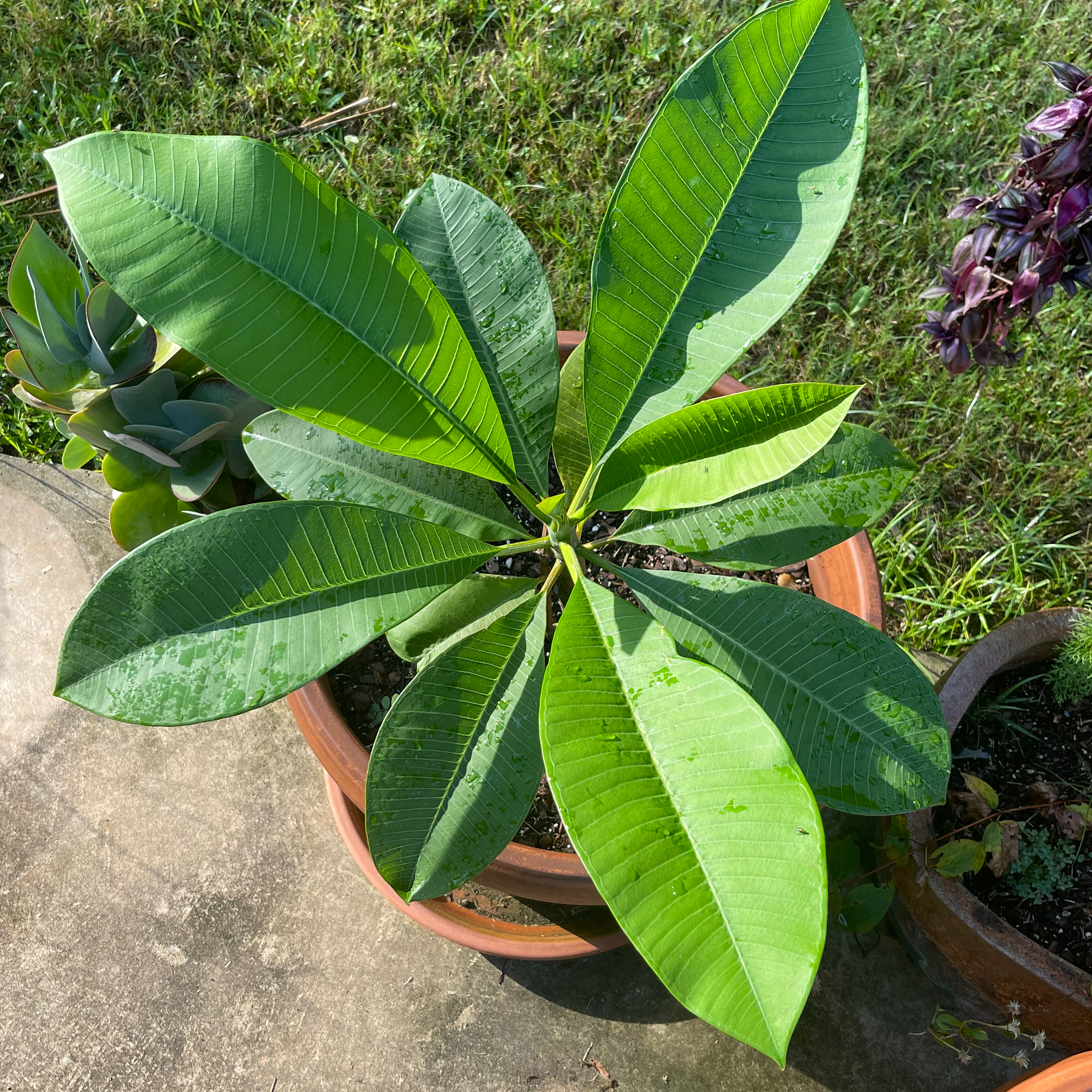 Potted Red Frangipani plant with large green leaves, well-framed and in focus.