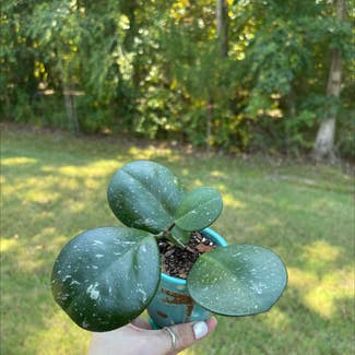 Hoya obovata plant in Starkville, Mississippi