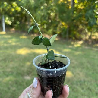 Hoya bilobata plant in Starkville, Mississippi