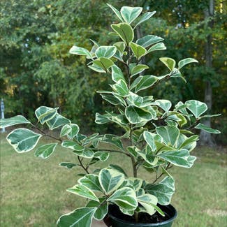 Ficus triangularis 'Variegata' plant in Starkville, Mississippi