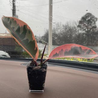 Ficus 'Ruby' plant in Starkville, Mississippi