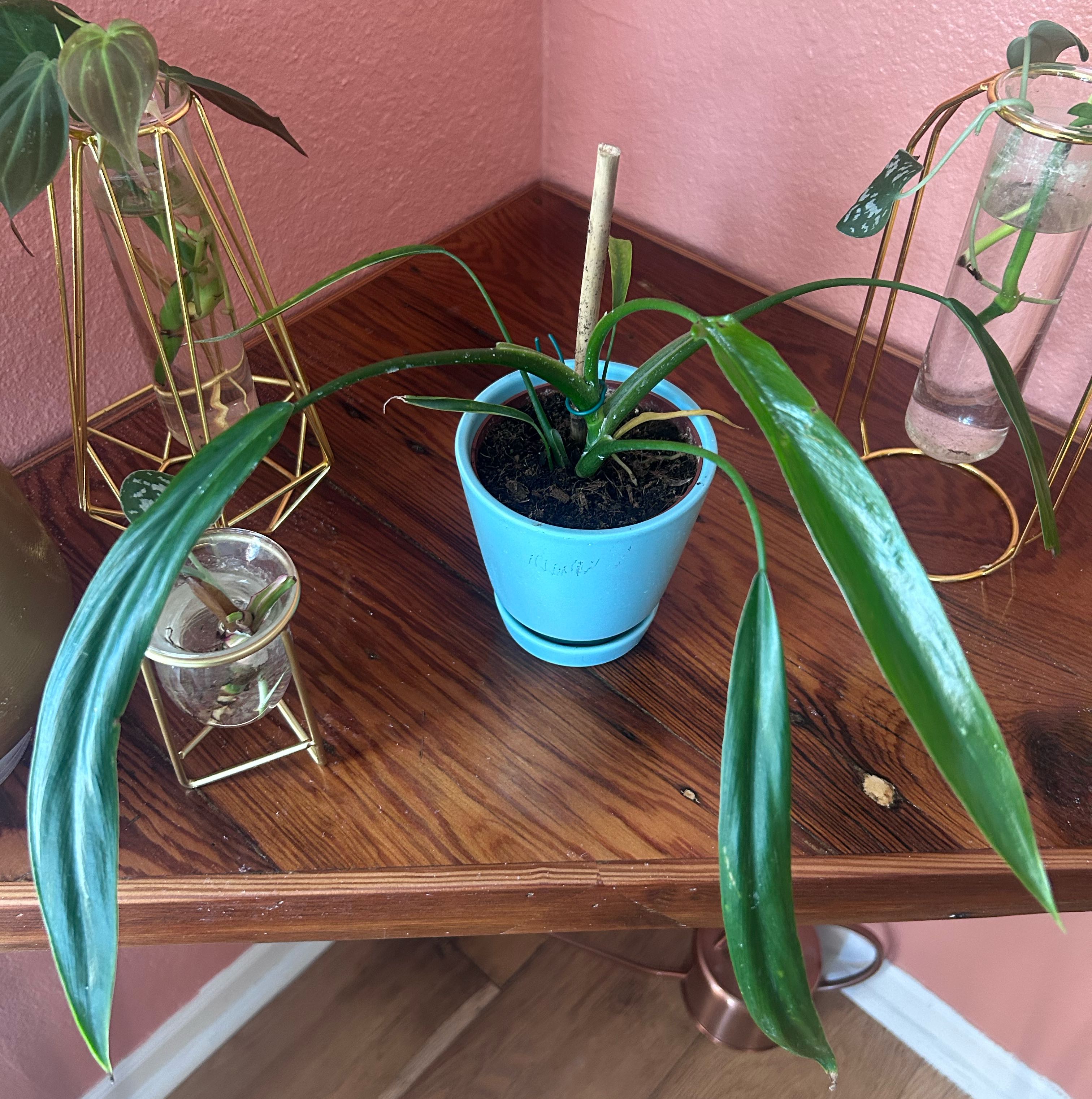 Photo of the plant species Philodendron holtonianum by @TopHoyabella59 named Oscar on Greg, the plant care app