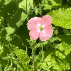 Photo of the plant species Prairie Rose by @SavantHeather50 named Osmo on Greg, the plant care app