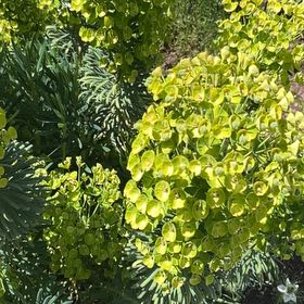 Photo of the plant species Euphorbia Characias by @SavantHeather50 named Bigleef Smalls on Greg, the plant care app