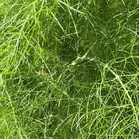 Photo of the plant species Foeniculum Vulgare by @SavantHeather50 named Marilyn on Greg, the plant care app