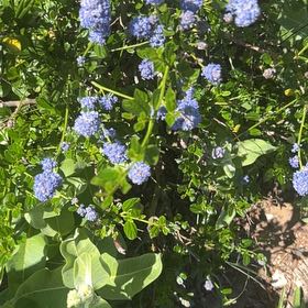 Photo of the plant species Blue Mountain Lilac by @SavantHeather50 named Surya on Greg, the plant care app