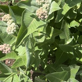 Photo of the plant species Asclepias Syriaca by @SavantHeather50 named Khaleesi on Greg, the plant care app