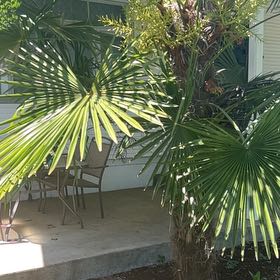Photo of the plant species Chinese Windmill Palm by @SavantHeather50 named Drake on Greg, the plant care app