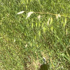 Photo of the plant species Common Oat by @SavantHeather50 named Kobe on Greg, the plant care app