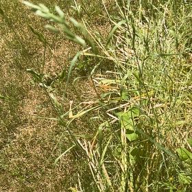 Photo of the plant species Ryegrass by @SavantHeather50 named Luna on Greg, the plant care app