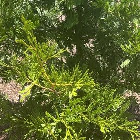 Photo of the plant species Bastard Cedar by @SavantHeather50 named Queen on Greg, the plant care app