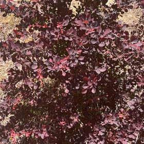 Photo of the plant species Japanese Barberry by @SavantHeather50 named Rainier on Greg, the plant care app