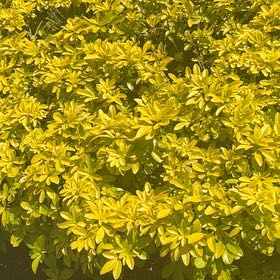 Photo of the plant species Mexican Orange by @SavantHeather50 named Naomi on Greg, the plant care app