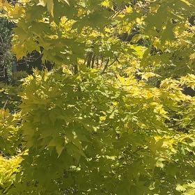 Photo of the plant species Mexican Orange by @SavantHeather50 named Marley on Greg, the plant care app