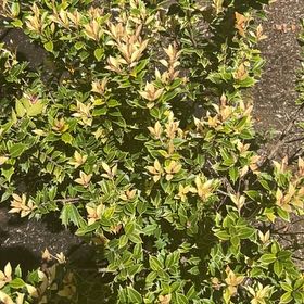 Photo of the plant species Japanese Spindle by @SavantHeather50 named Lebron on Greg, the plant care app