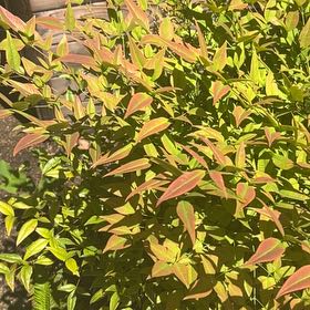 Photo of the plant species Sacred Bamboo by @SavantHeather50 named Nithin on Greg, the plant care app