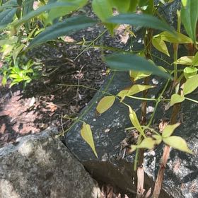 Photo of the plant species Sacred Bamboo by @SavantHeather50 named Remington on Greg, the plant care app