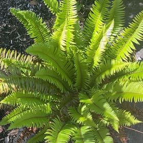 Photo of the plant species Western Swordfern by @SavantHeather50 named Mando on Greg, the plant care app