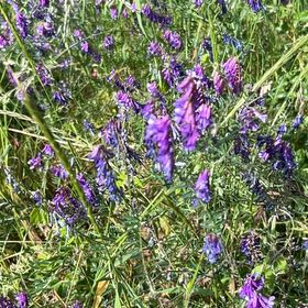 Photo of the plant species Tufted Vetch by @SavantHeather50 named Oscar on Greg, the plant care app