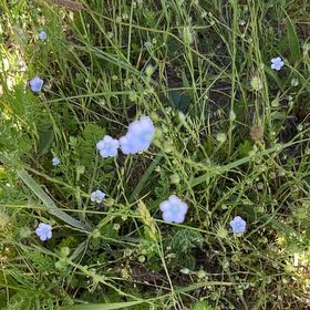 Photo of the plant species Baby Blue Eyes by @SavantHeather50 named Fernie Mac on Greg, the plant care app