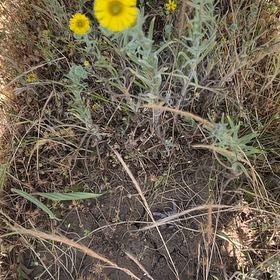 Photo of the plant species Baby Blue Eyes by @SavantHeather50 named McKinley on Greg, the plant care app
