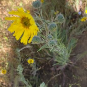 Photo of the plant species Slender Sowthistle by @SavantHeather50 named Leonardo on Greg, the plant care app