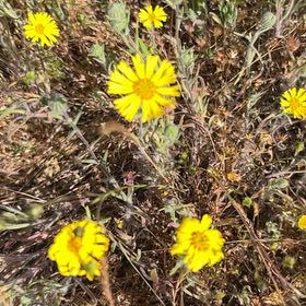 Photo of the plant species Hartweg's Pricklyleaf by @SavantHeather50 named Eva on Greg, the plant care app