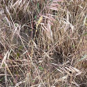 Photo of the plant species Drooping Brome by @SavantHeather50 named Gates on Greg, the plant care app