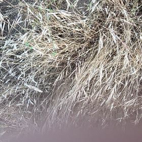 Photo of the plant species Silver Tussock by @SavantHeather50 named Lola on Greg, the plant care app