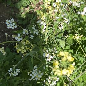 Photo of the plant species Wild Radish by @SavantHeather50 named Sahara on Greg, the plant care app