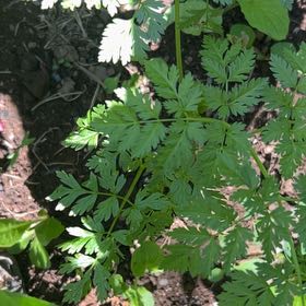 Photo of the plant species Cow Parsley by @SavantHeather50 named Doja Cat on Greg, the plant care app