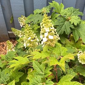 Photo of the plant species Oakleaf Hydrangea by @SavantHeather50 named Stella on Greg, the plant care app
