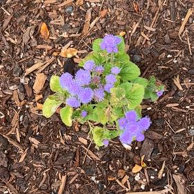 Photo of the plant species Flossflower by @SavantHeather50 named LiloStitch on Greg, the plant care app