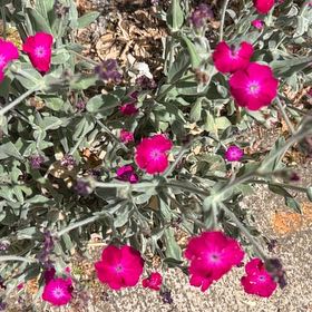 Photo of the plant species Rose Campion by @SavantHeather50 named Zeus on Greg, the plant care app