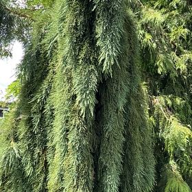 Photo of the plant species Ginger Pine by @SavantHeather50 named Huckleberry Fern on Greg, the plant care app