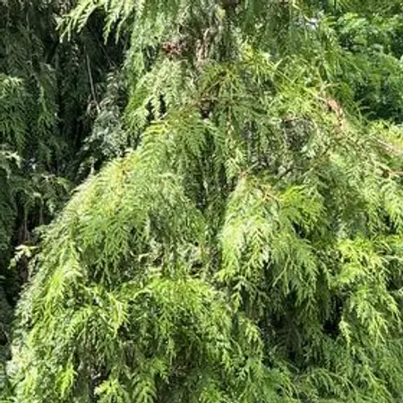 Photo of the plant species Bald Cypress by @SavantHeather50 named Beyonce on Greg, the plant care app