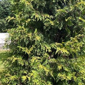 Photo of the plant species Arborvitae by @SavantHeather50 named Tree Diddy on Greg, the plant care app