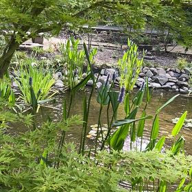 Photo of the plant species Pickerelweed by @SavantHeather50 named Clooney on Greg, the plant care app