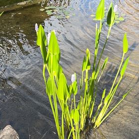 Photo of the plant species Pickerelweed by @SavantHeather50 named Prince on Greg, the plant care app