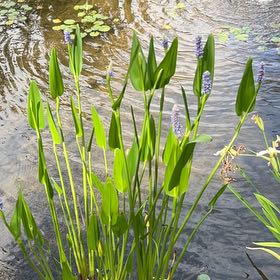 Photo of the plant species Pickerelweed by @SavantHeather50 named Apollo on Greg, the plant care app