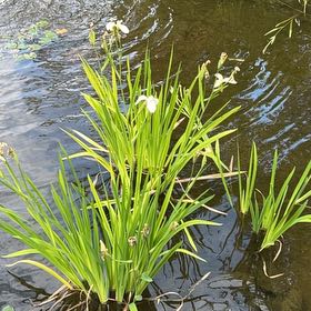 Photo of the plant species Virginia Iris by @SavantHeather50 named Xena on Greg, the plant care app