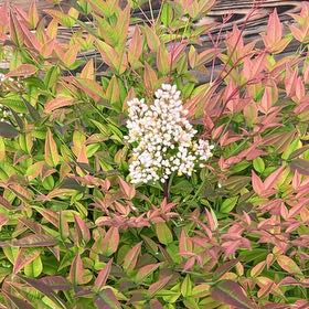 Photo of the plant species Sacred Bamboo by @SavantHeather50 named Forrest on Greg, the plant care app
