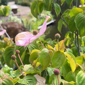 Photo of the plant species Cornus Kousa by @SavantHeather50 named Wall-E on Greg, the plant care app