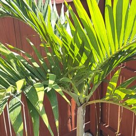 Photo of the plant species Christmas Palm by @AdonicRedhill91 named Marley on Greg, the plant care app