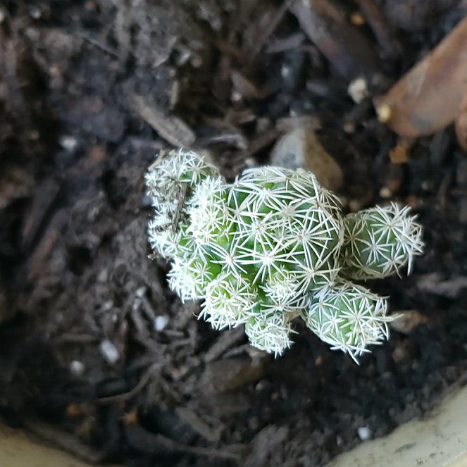 Photo of the plant species Coryphantha delicata by @TrueTauhinu59 named Bieber on Greg, the plant care app