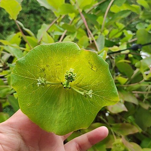 Photo of the plant species Orange Honeysuckle by @HighestKanna60 named Treeyoncé on Greg, the plant care app
