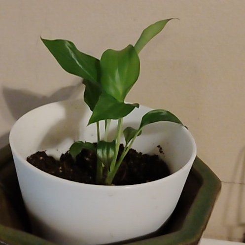 Photo of the plant species Peace Lily by @ActualBreweroak named Duke on Greg, the plant care app
